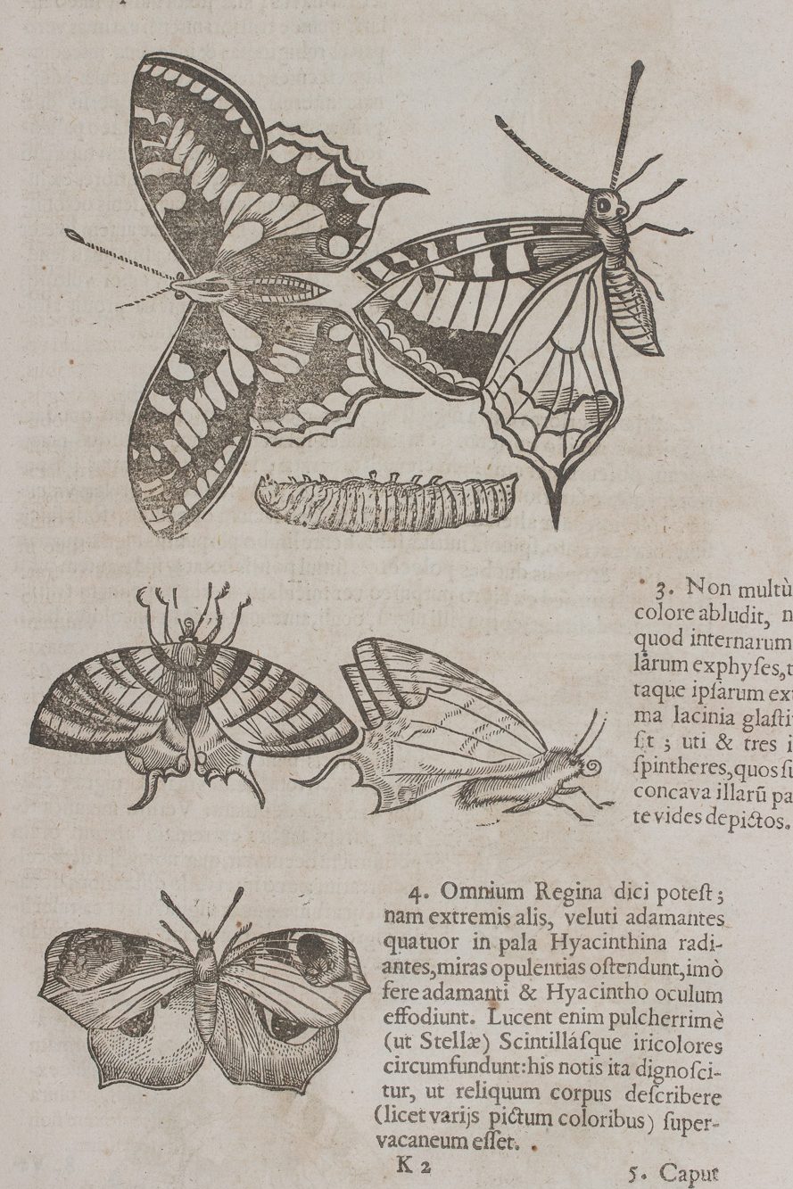 Entomology at Queens’: 1546-2022